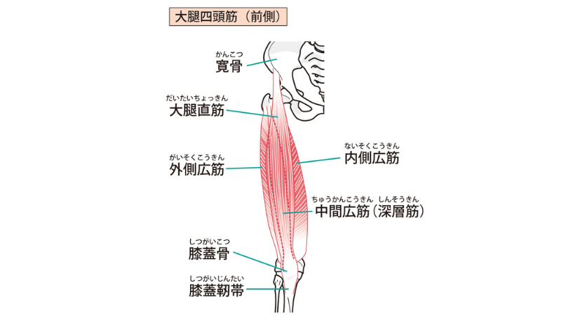 【前ももストレッチ】自宅で行えるハリを簡単に解消する方法を専門家が解説