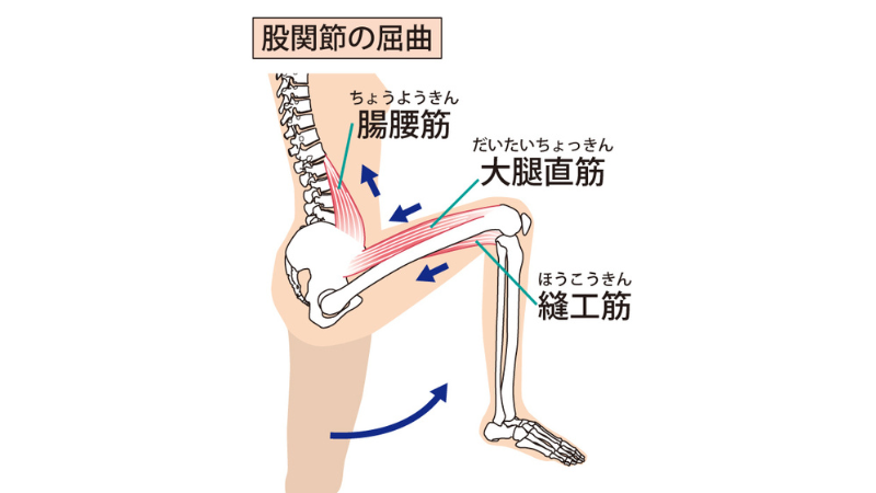 【前ももストレッチ】自宅で行えるハリを簡単に解消する方法を専門家が解説