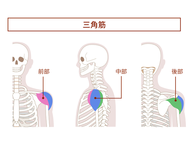 肩を大きくする筋トレメニュー6選｜鍛え方のコツについても解説