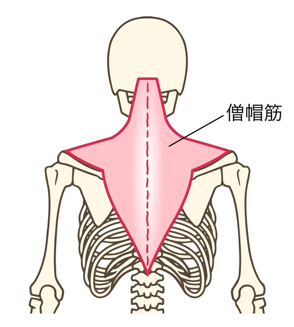 僧帽筋の筋トレで背中を大きくしよう！おすすめメニューと鍛え方のポイントを紹介