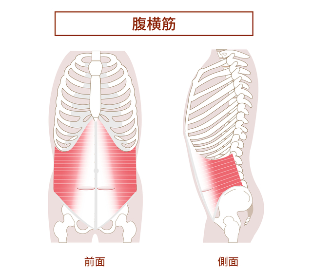 ドローインでおなかが引き締まる？効果を最大限に引き出すやり方を解説