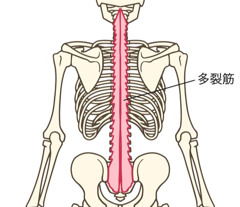 ドローインでおなかが引き締まる？効果を最大限に引き出すやり方を解説