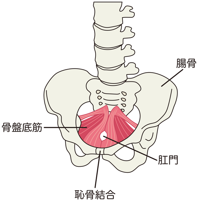 ドローインでおなかが引き締まる？効果を最大限に引き出すやり方を解説