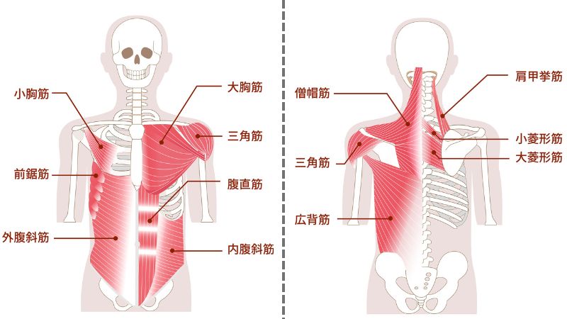 体幹トレーニングは意味ない？効果的なメニューと鍛えるメリットについて解説