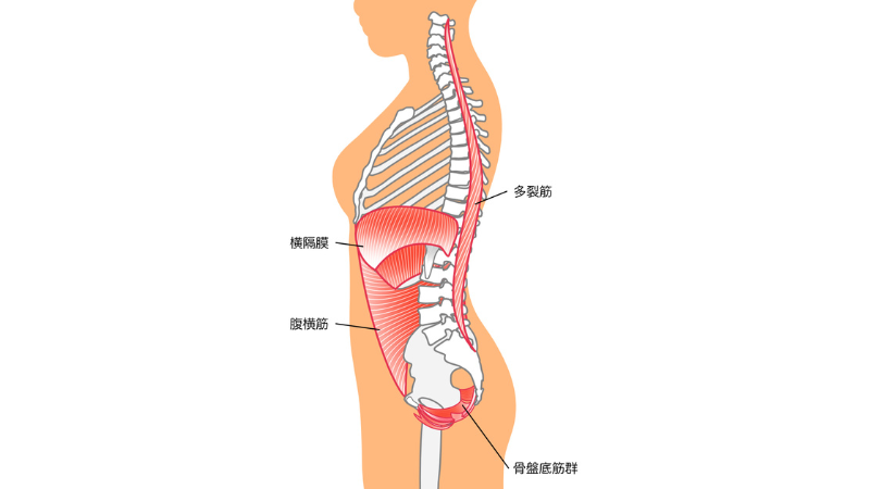 体幹トレーニングは意味ない？効果的なメニューと鍛えるメリットについて解説