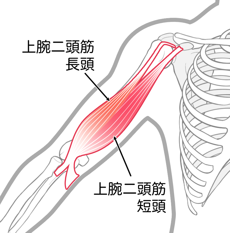 コンセントレーションカールの正しいやり方は？効果や注意点もあわせて解説！