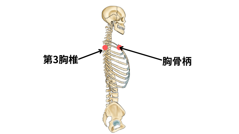 【猫背・巻き肩改善】毎日5分で美姿勢を作るストレッチ方法を紹介！