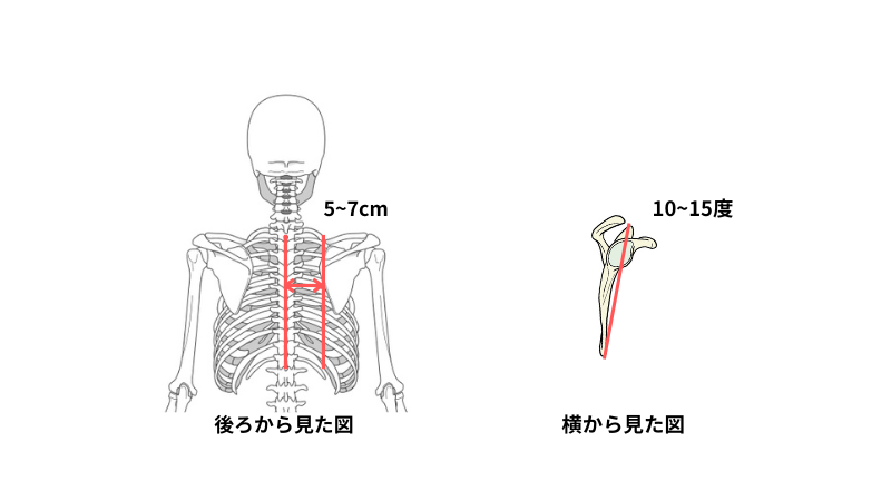 【猫背・巻き肩改善】毎日5分で美姿勢を作るストレッチ方法を紹介！