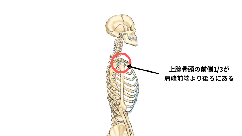 【猫背・巻き肩改善】毎日5分で美姿勢を作るストレッチ方法を紹介！