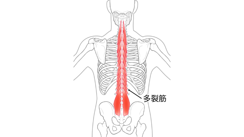 【辛い腰痛を解消】多裂筋の重要性と効果的なストレッチ＆トレーニングを紹介！