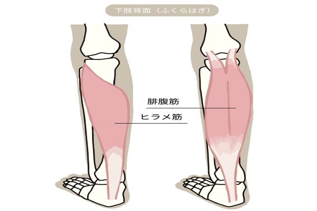 ふくらはぎの筋肉を鍛えるメリットは？効率的な筋トレメニューをご紹介