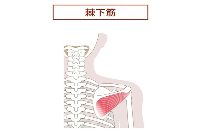 五十肩の方必見！自宅でできる棘下筋のストレッチで肩をラクにする方法を紹介 | セラピストプラス | 医療介護・リハビリ・療法士のお役立ち情報